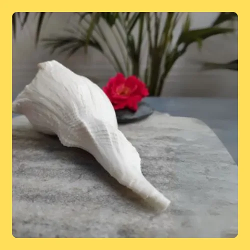 Dakshinavarti Shankh Large With Charging